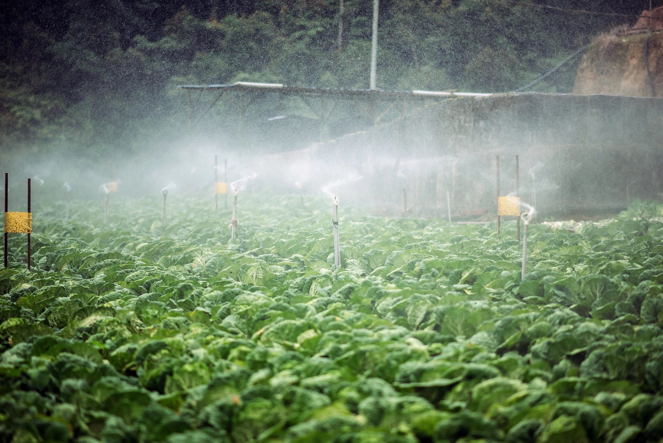 Automated irrigation technology in a farm field
