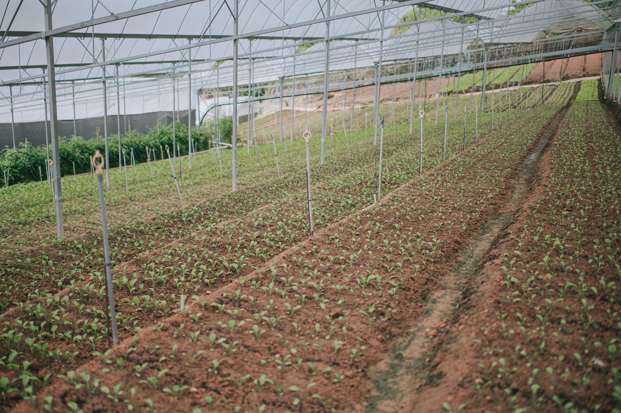 Soil beds and crop rows representing regenerative farming and soil improvement