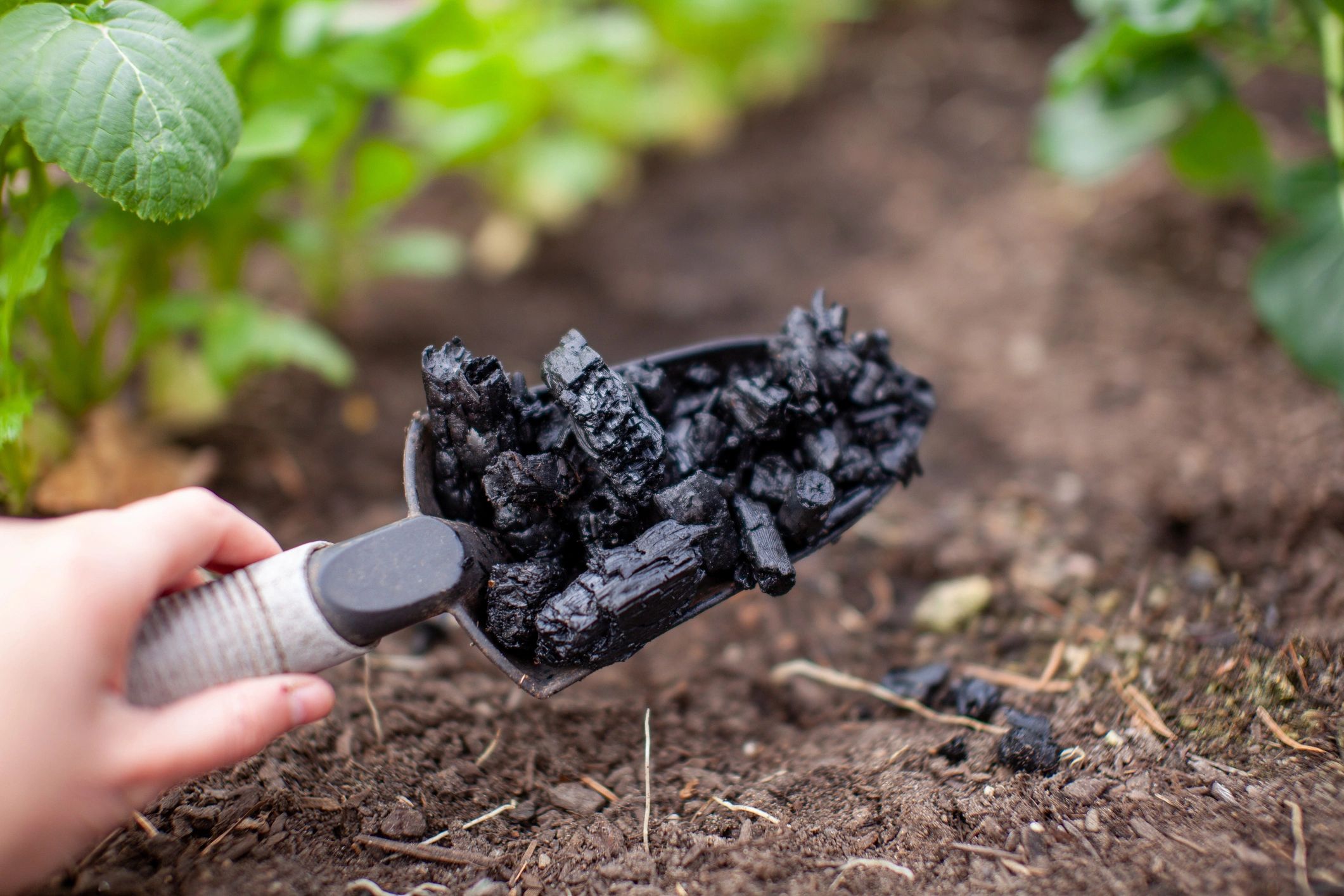 Close-up of biochar being added to soil