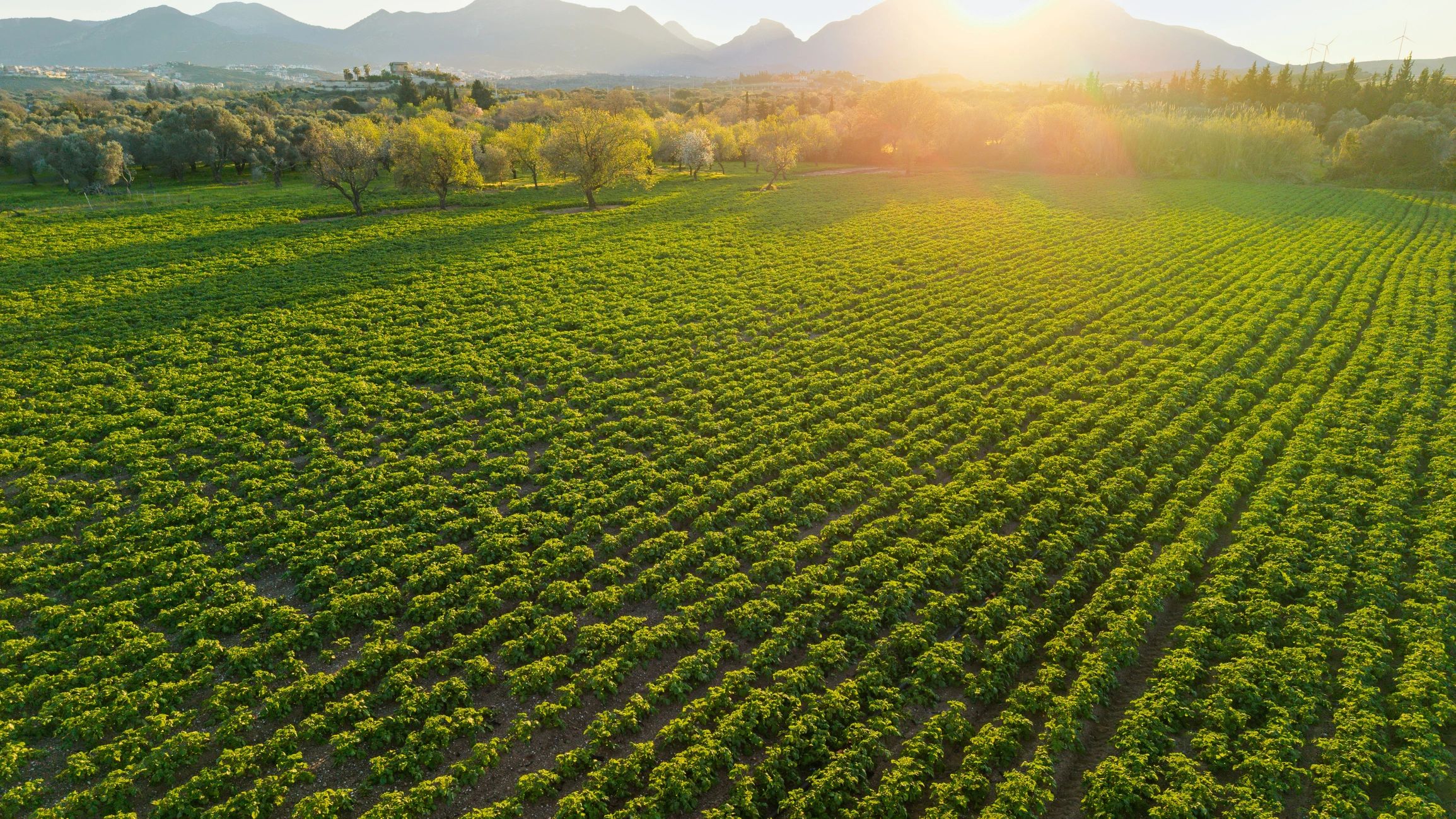 Cultivated farmland representing sustainable agriculture consulting